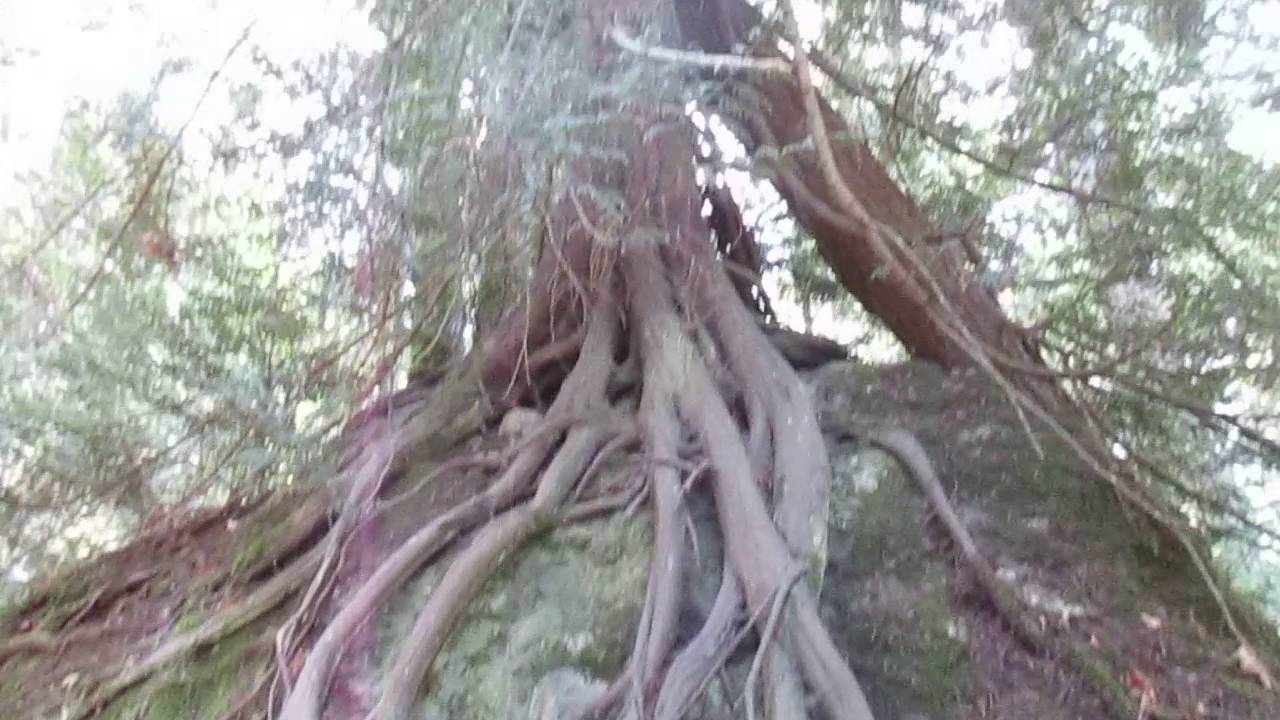 Amazing Root System on Cedar Tree - YouTube