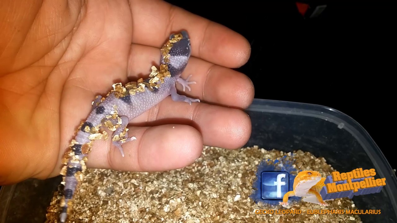 Bebe Gecko Leopard Youtube Bebe Gecko Leopard Youtube
