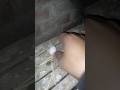 لما الحمام تبيض خارج مكنها عشان تحتيها زغاليل