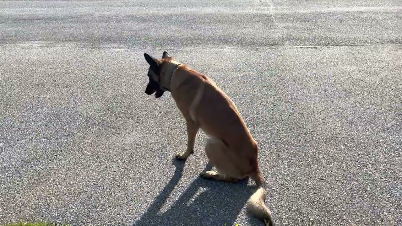 Iceman-offleash tracking