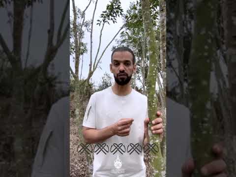 القول المبين في حقيقة عود الصين الجزء الأول قصة اكتشاف أشجار العود ك نام 