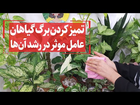 تصویری: چرا برگ های ناندینا قهوه ای می شوند؟