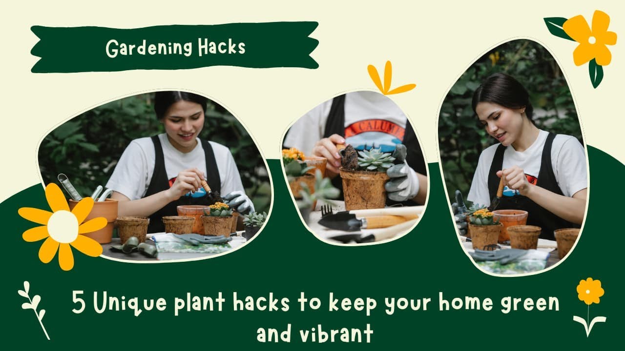 5 Unique plant hacks to keep your home green and vibrant - YouTube