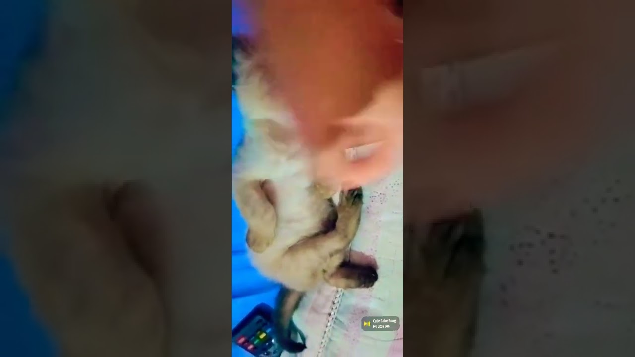 🥰😺😸😹😻😼😽🙀🥳💖💝😾