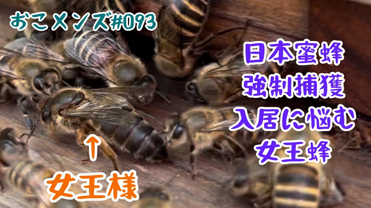 日本蜜蜂入居に悩む女王蜂　ぐだぐだの強制捕獲