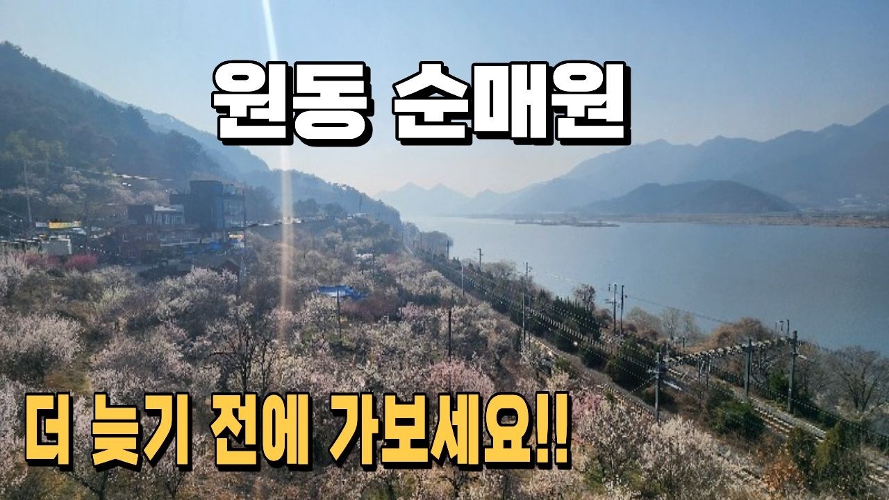 매화가 만발한 양산 원동 순매원!! 이제 가시면 됩니다. #매화 #순매원 #원동