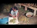Root Harvest: Cleaning Fresh Sand Ginger by Hand #RuralAgriculture #TraditionalFarming