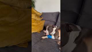 My Strong Boy Is Fighting For His Life With Parvovirus.