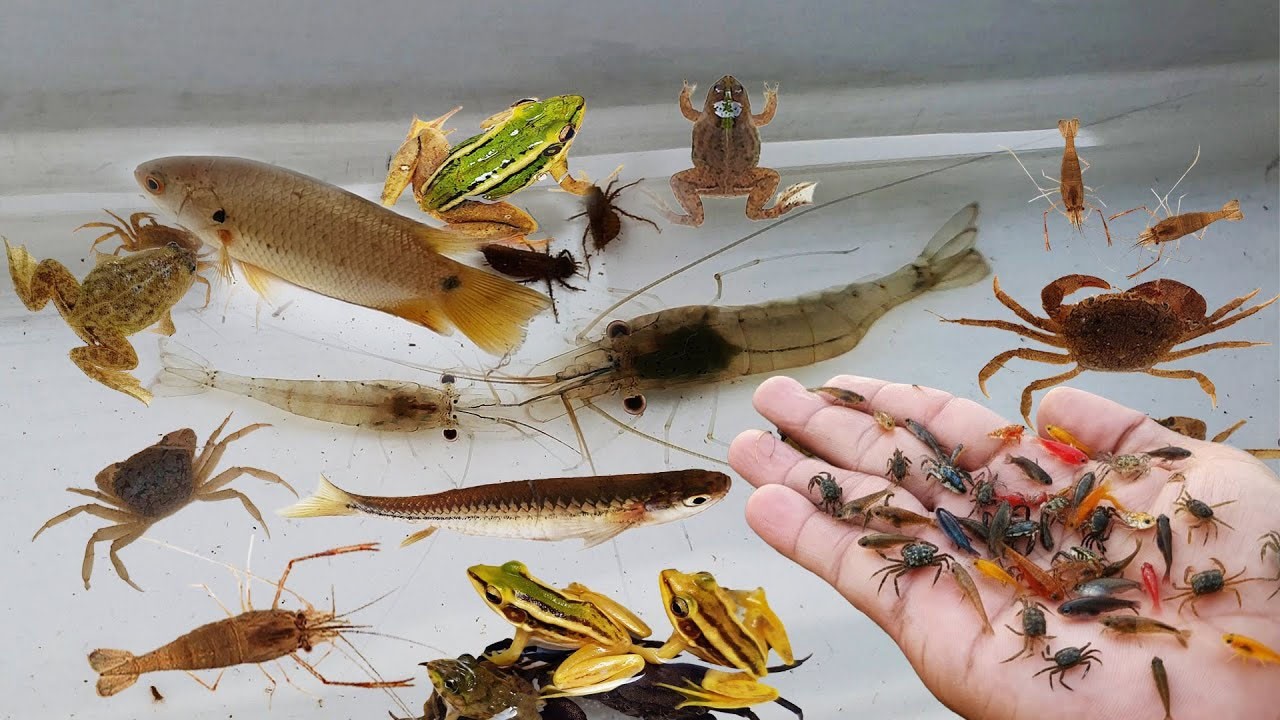 Capture and collect aquatic insects of River in countryside [ fish, snails shrimp...]