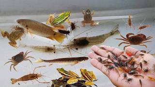 Capture and collect aquatic insects of River in countryside [ fish, snails shrimp...]