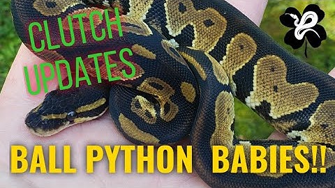 2020 BALL PYTHON BABIES! HOLDBACKS AND ALL!