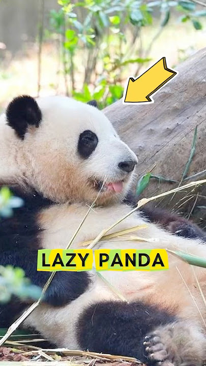 This Panda’s Lazy Moments Are Too Good To Miss #truedialogue