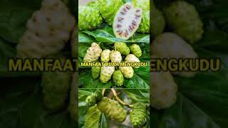 Download Lagu MANFAAT MENGKUDU UNTUK KESEHATAN MP3