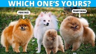 All The Types of Pomeranians