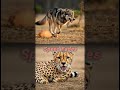 Cheetah vs Wolf | Speed vs Stamina#natureshorts #animalcomparison #wildlifefacts