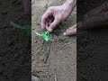 Use a rope to keep the seed plants level #shorts