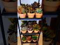 succulent party favors🥳🪅🎉#shorts