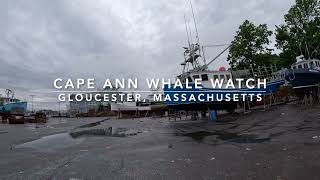Cape Ann Whale Watch - Gloucester, MA
