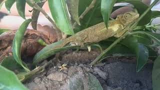 Cape Dwarf Chameleon Giving Birth to Babies - 1069914