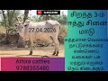 விற்பனை பதிவு சிறந்த 3-ம் ஈத்து மயிலை சினை மாடு