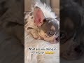 Here for a little snack #frenchbulldog #dog #puppy #funny #viral #shorts #roblox #minecraft