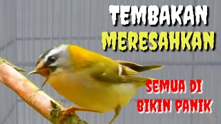 MASTERAN BURUNG LOMBA || MASTERAN MERESAHKAN BIKIN JURI TERPUKAU