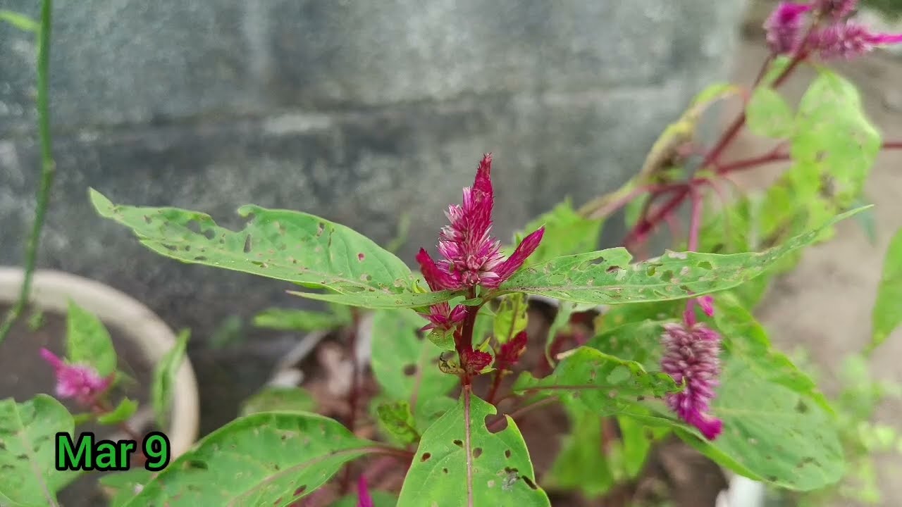 Mar 9 தேடிய குடும்பம் இதுதான் என்று தெரிந்து ஈஸ்வரியிடம் சிவகாமி இறப்பின் ஆதாரத்தை கொடுத்த பரமேஸ்வரி