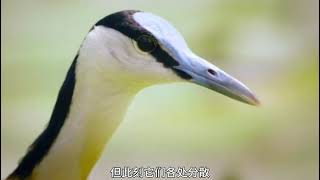 Title: Unwavering Dad: The Brave Watercock's Survival Tale in Africa