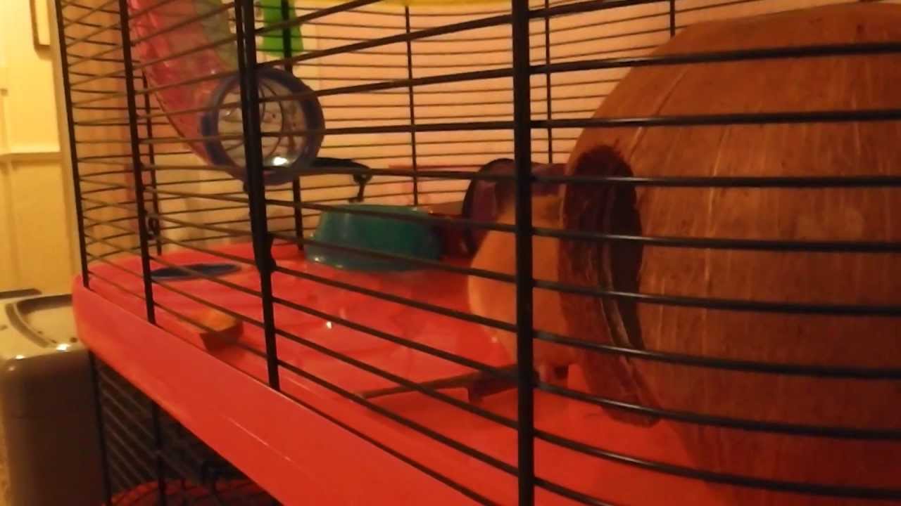 lolly vomito instagram Hamster Treat Review (Request)
