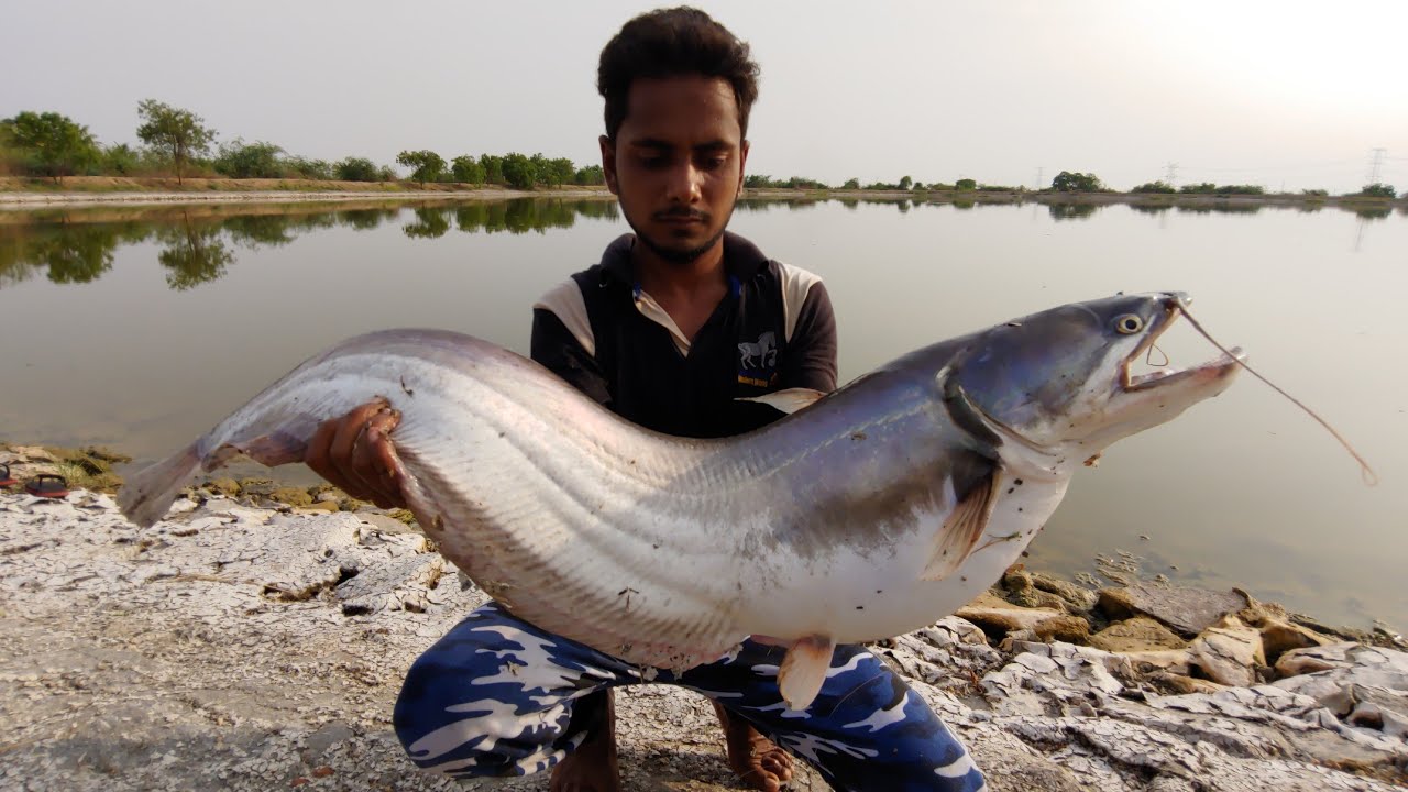 Incredible Wallago MonsterPatan fish catch