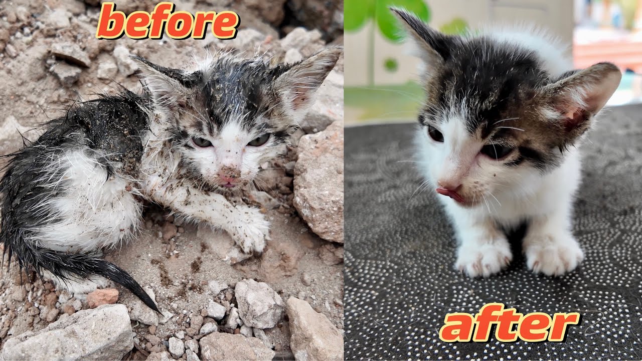 Emergency | Poor Kitten Left Out in The Cold Needs Help | Animal Family ...