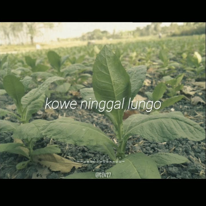 ( story wa ) ISO TANPO KOWE