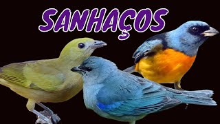 SANHAÇOS e seus Cantos - Brazilian Birs Singing