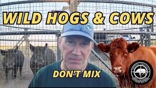 Hogs And Cows Dont Mix How Do We Keep The Cows Out?