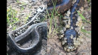 #TICK INFESTED #PYTHON RESCUED || #FAVORTV