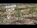 How to kill cover crops without tillage or chemicals hint you have options