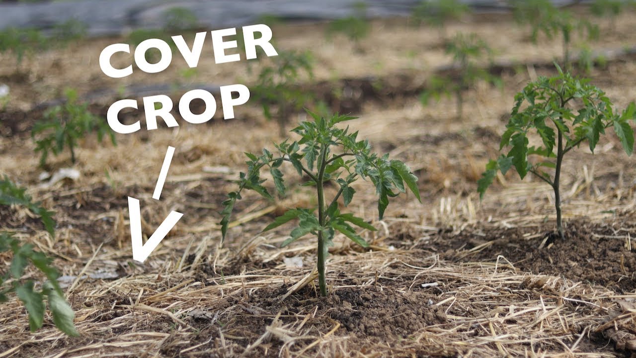 How to Kill Cover Crops without Tillage or Chemicals Hint You have options