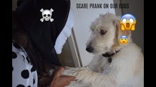 Detailed Scare Prank on Our Dogs Profile