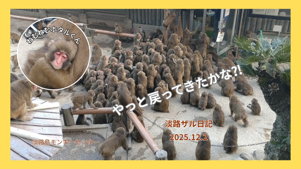 山籠もり明け…やっと戻ってきた群れと、甘えんぼホタルくんに癒される💖淡路ザル日記2025.12.2【淡路島モンキーセンター】