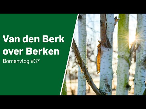 Van den Berk over Berken - Bomenvlog #37