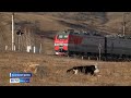 Решить проблему наезда поездов на бродячий домашний скот намерены в Хакасии