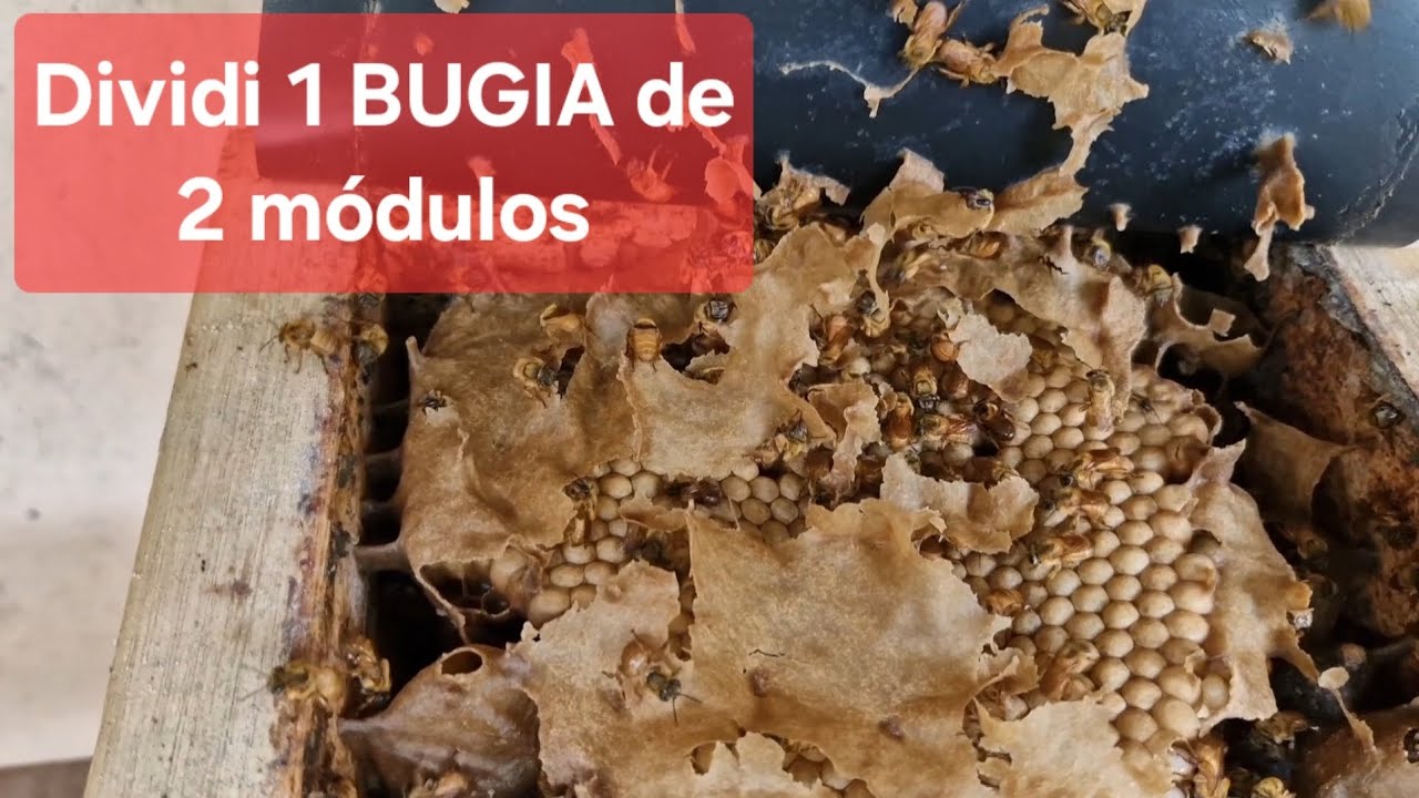 Iniciei a Revisão das 44 Bugias q adquiri. Fiz  DIVISÃO de uma caixa de 2 Módulos...