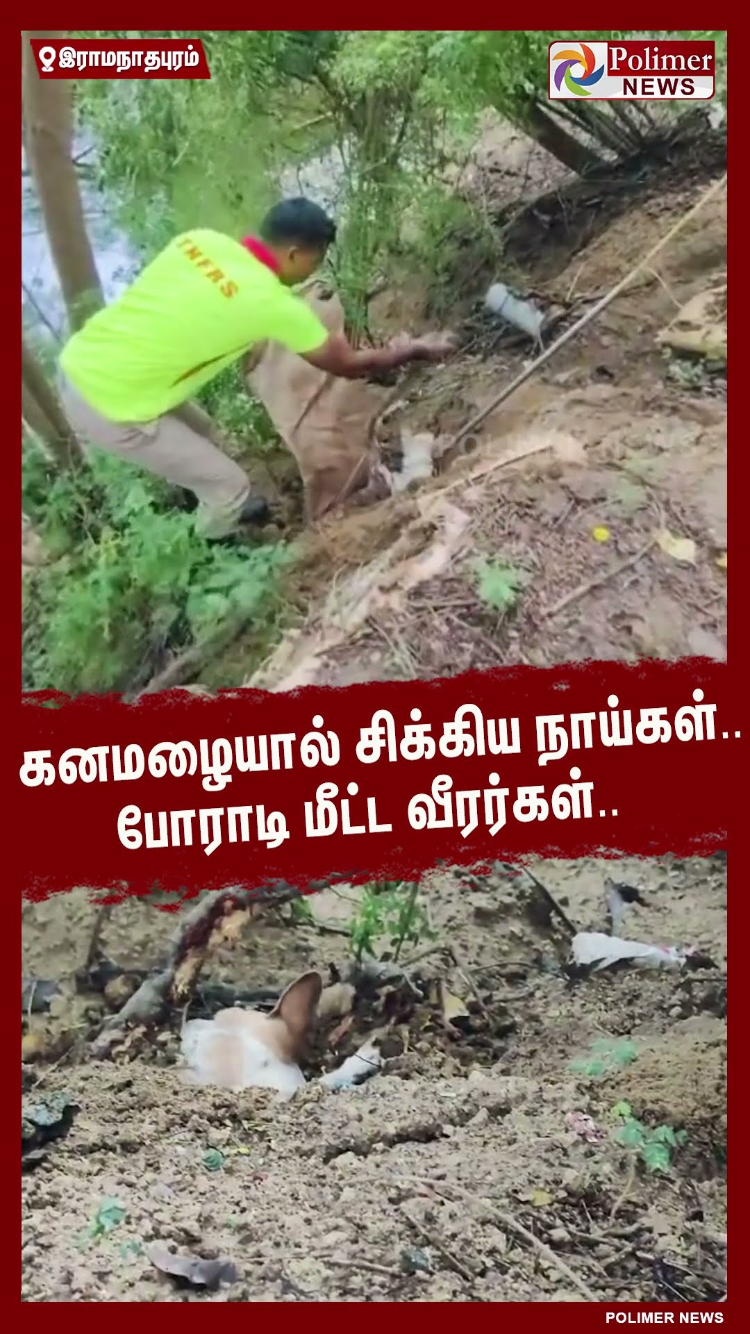 கனமழையால் சிக்கிய நாய்கள்..போராடி மீட்ட வீரர்கள்.. #shorts