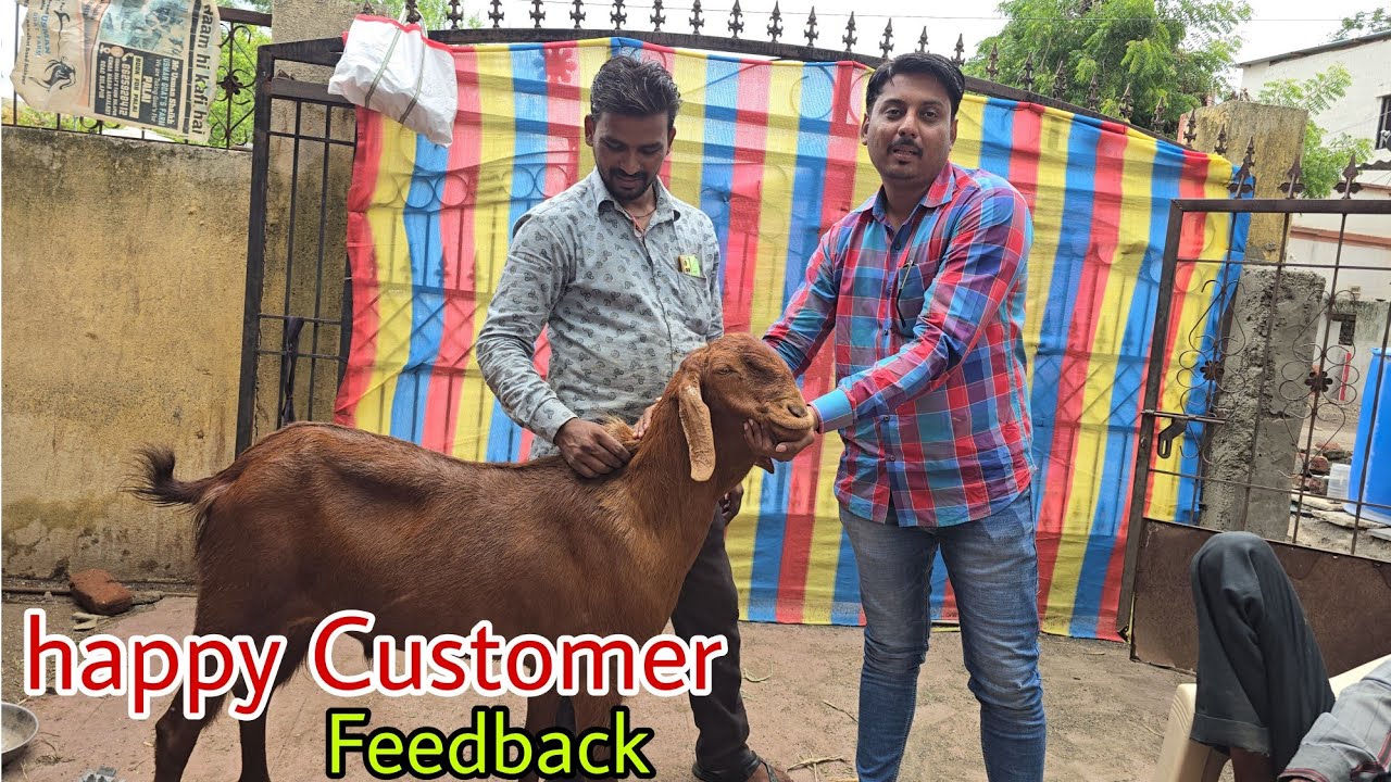 Happy Customer | Qurbani Goat's Available In Solapur - YouTube