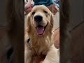 Jaadugar😝 #goldenretriever #magician #dogshorts #dogreels