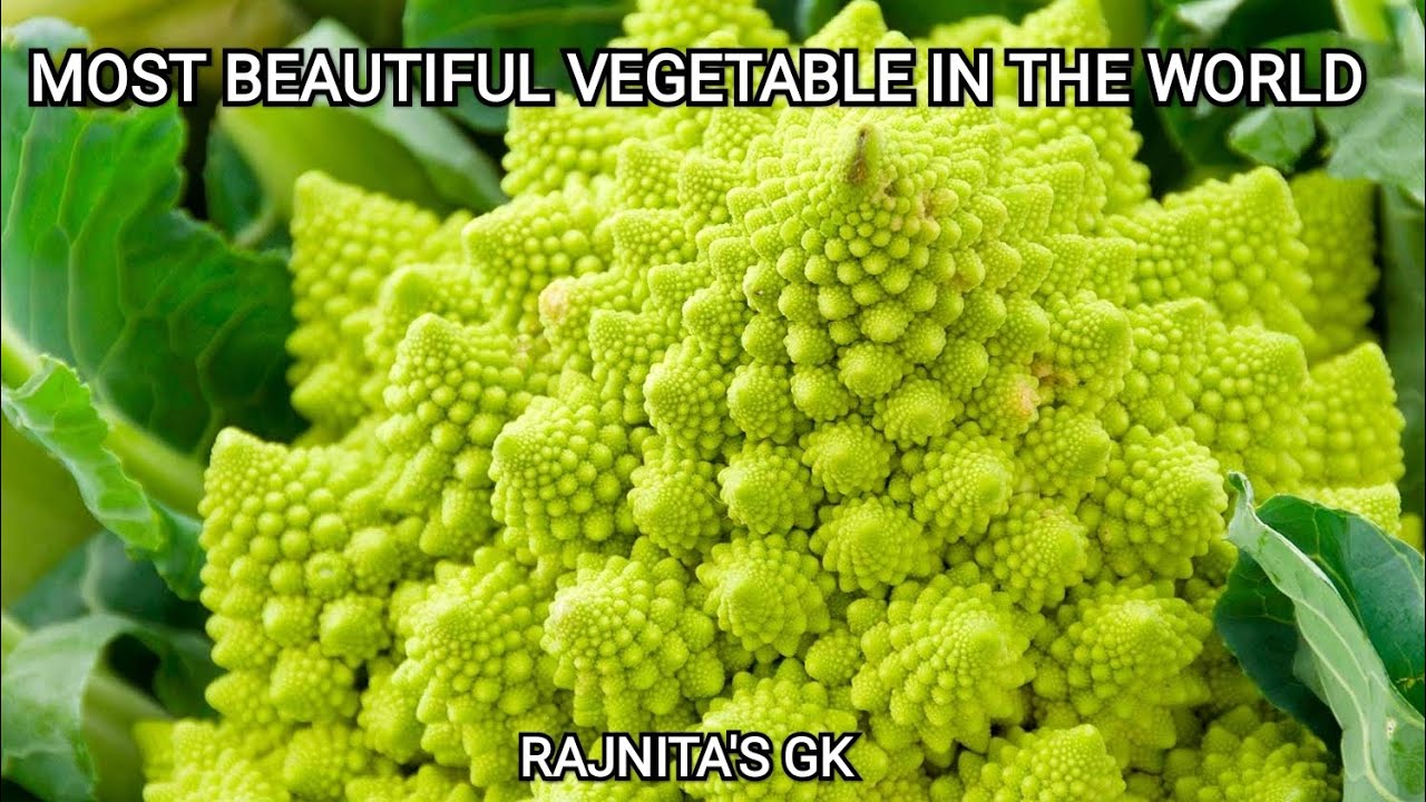 MOST BEAUTIFUL VEGETABLE IN THE WORLD ROMANESCO YouTube most-beautiful-vegetable-in-the-world-romanesco-youtube