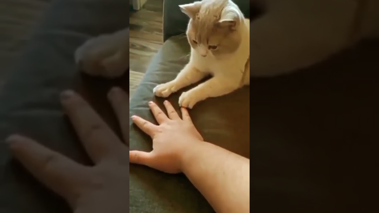 Watch The Real Copy Cat Gives an Elegant Paw!!!😍 on YouTube Watch The Real Copy Cat Gives an Elegant Paw!!!😍 on YouTube