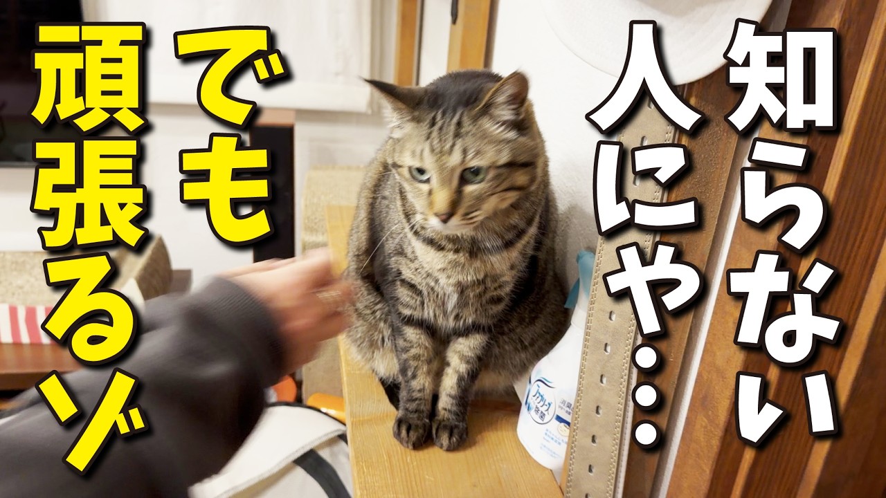 人見知りの猫が頑張ってお客さんのお出迎えをしてみた！