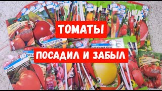 Эти Сорта Томатов Посадил И Забыл   Самые Урожайные Томаты Сметают Пачками, Посажу В 2024