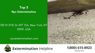 Top 3 Exterminators in Walla Walla